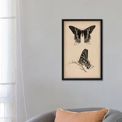 Icanvas Animal Art Vintage Butterfly Scientific Drawing Graphic Art On Wrapped Canvas In No Mat,wrapped Canvas