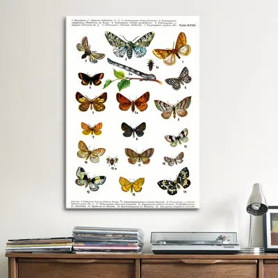 Icanvas Animal European Butterflies Graphic Art On Canvas In No Mat,wrapped Canvas