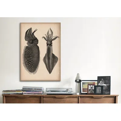 Icanvas Animal Octopus Squid Scientific Drawing Graphic Art On Canvas In No Mat,wrapped Canvas