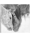 Icanvas B&w Horses Vii By Phburchett Wall Art