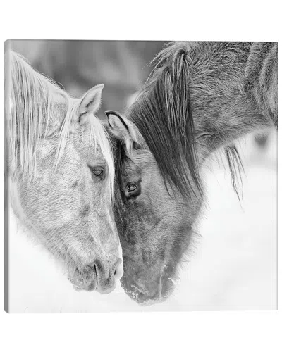 Icanvas B&w Horses Vii By Phburchett Wall Art