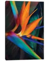 Icanvas Birds Of Paradise Wall Art In Multi