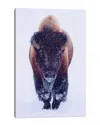 ICANVAS BISON IN SNOW BY OLENA ART WALL ART