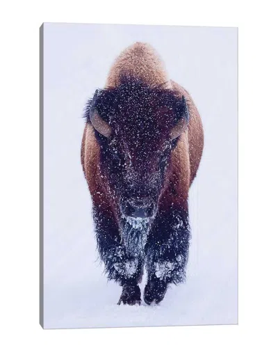 Icanvas Bison In Snow By Olena Art Wall Art In Purple