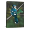 Icanvas Blue Jay
