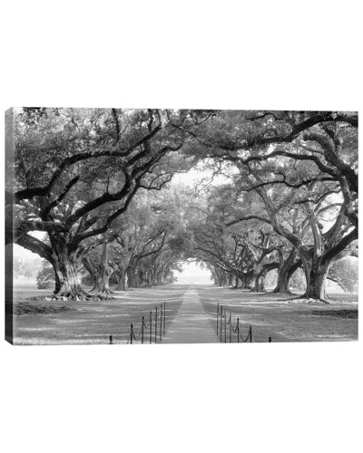 Icanvas Brick Path Through Alley Of Oak Trees, Louisiana, New Orleans, Usa (black And White) I By Panoramic