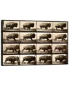 Icanvas Buffalo Running Animal Locomotion Plate 700 By Print Collection Wall Art