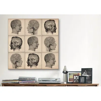 Icanvas Cartography Human Head Anatomy Collage Graphic Art On Canvas In Gray;beige
