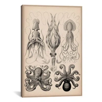 Icanvas Cephalopod (gamochonia) Graphic Art On Canvas In No Mat,wrapped Canvas