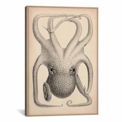 Icanvas 'cephalopoda Of The Hawaiian Islands' By Stillman Graphic Art On Canvas In No Mat,wrapped Canvas