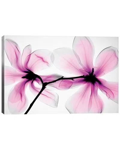 Icanvas Magnolias Ii By Hong Pham Wall Art