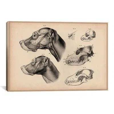 Icanvas 'dog Anatomy Head' By Wilhelm Ellenberger And Hermann Baum Graphic Art On Canvas In Gray;beige
