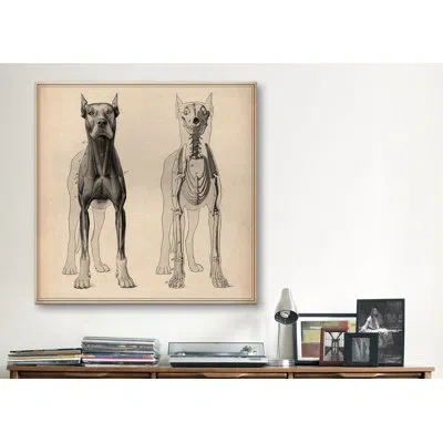 Icanvas "dog Anatomy Skeleton Front View" By Wilhelm Ellenberger And Hermann Baum Graphic Art On Canvas