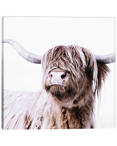 Icanvas Highland Cattle Frida I Square By Monika Strigel Wall Art