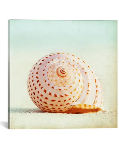 Icanvas Seashell Voices By Carolyn Cochrane In Brown