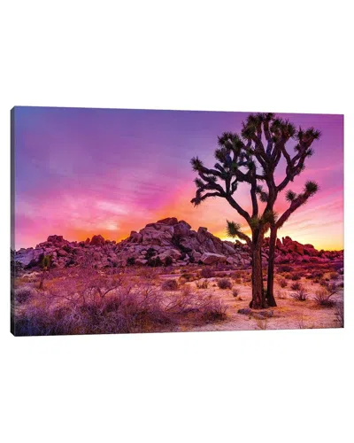 Icanvas Joshua Tree National Park Ix By Susanne Kremer Wall Art In Multi