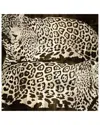 Icanvas Leopards By Darren Davison