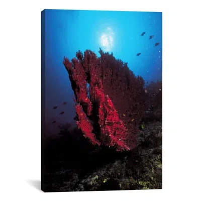 Icanvas Marine And Ocean Coral Photographic Print On Canvas In Blue;red