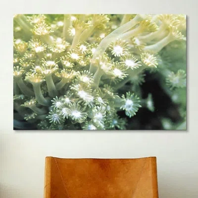 Icanvas Marine And Ocean Goniopora Coral - Photograph Print On Canvas In No Mat,wrapped Canvas