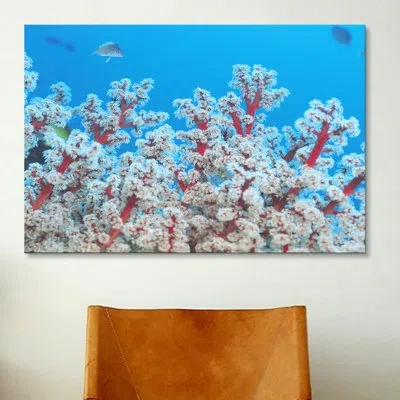 Icanvas Marine And Ocean Gorgonian Coral Photographic Print On Canvas In No Mat,wrapped Canvas