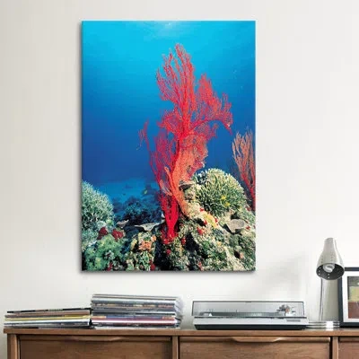 Icanvas Marine And Ocean Red Coral - Gallery Wrapped Canvas Giclée In No Mat,wrapped Canvas