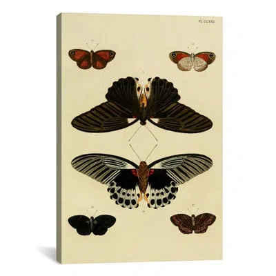 Icanvas 'plate 222' By Cramer And Stoll Graphic Art On Canvas In Black;beige
