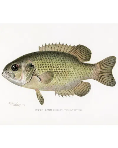 Icanvas Rock Bass (ambloplites Rupestris) By Sherman F. Denton By Pictufy Wall Art In Green