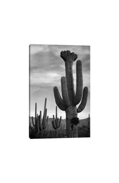 Icanvas Saguaros, Saguaro National Monument By Ansel Adams Canvas Wall Art In White-multi