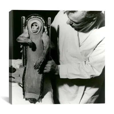Icanvas Sam The Space Monkey Photographic Print On Canvas In Black;white