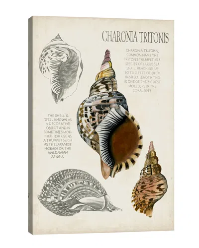 Icanvas Seashell Field Notes I Canvas Art Print In Gray