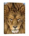 Icanvas Serious Lion By Mike Centioli Wall Art