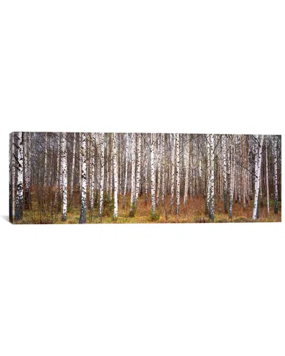 Icanvas Silver Birch Trees In A Forestnarke, Sweden By Panoramic Images Wall Art