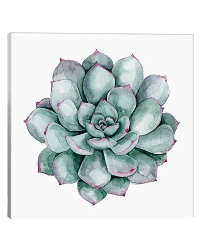 Icanvas Succulent Swatches Ii Canvas Art Print In Multi
