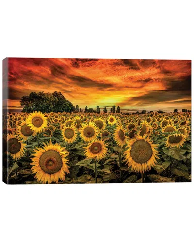 Icanvas Tuscany Sunflowers Field By Marco Carmassi Wall Art