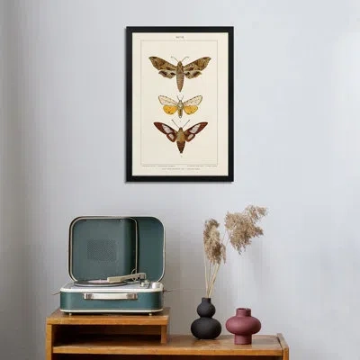 Icanvas Vintage Moths I - Wall Art Print - Gallery Poster In Olivine;swamp Green