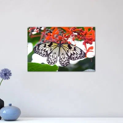 Icanvas 'white Butterfly' Photograph On Wrapped Canvas In No Mat,wrapped Canvas