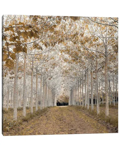 Icanvas White Gold By Assaf Frank Wall Art In Multi