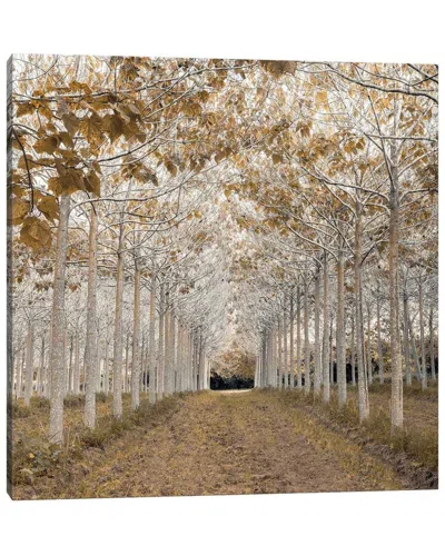 Icanvas White Gold By Assaf Frank Wall Art In Brown
