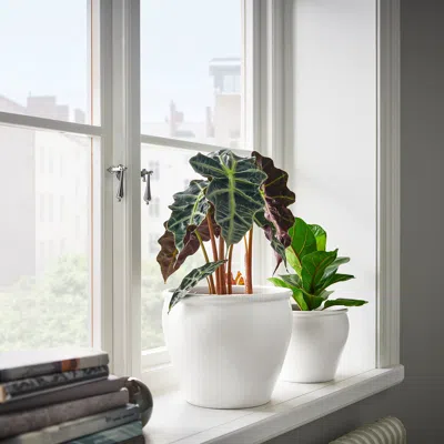 Ikea Ambrarönn Plant Pot, Indoor/outdoor/white, 7 ½ "