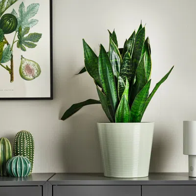 Ikea Brokspirea Plant Pot, Light Green, 7 ½ "