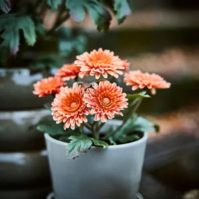 Ikea Fejka Artificial Potted Plant, Indoor/outdoor/chrysanthemums Orange, 3 ½ " In Multi