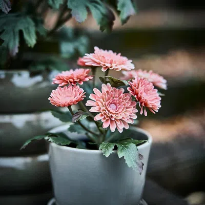 Ikea Fejka Artificial Potted Plant, Indoor/outdoor/chrysanthemums Pink, 3 ½ " In Multi