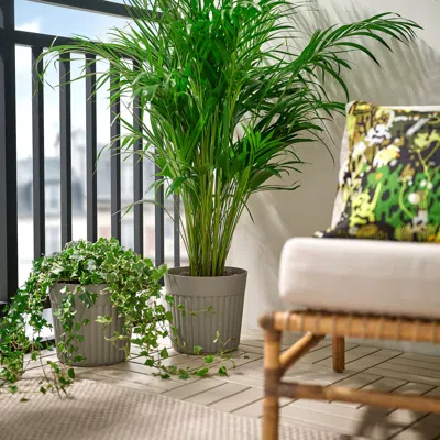 Ikea Fräkenväxt Plant Pot, Indoor/outdoor/dark Gray-beige, 9 ½ "