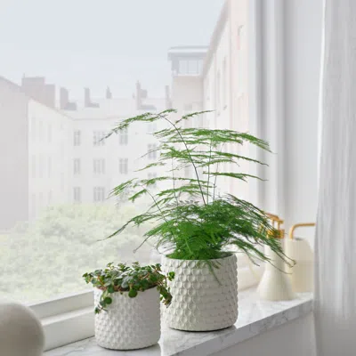 Ikea Glaciärbjörn Plant Pot, White, 4 ¾ "