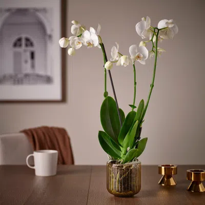 Ikea Gradvis Plant Pot, Indoor/outdoor/light Brown, 3 ½ "