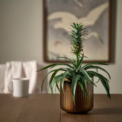 Ikea Gradvis Plant Pot, Indoor/outdoor/light Brown, 4 ¾ "