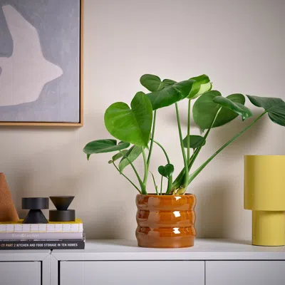 Ikea Hasselbukett Plant Pot, Indoor/outdoor/brown-yellow, 4 ¾ "