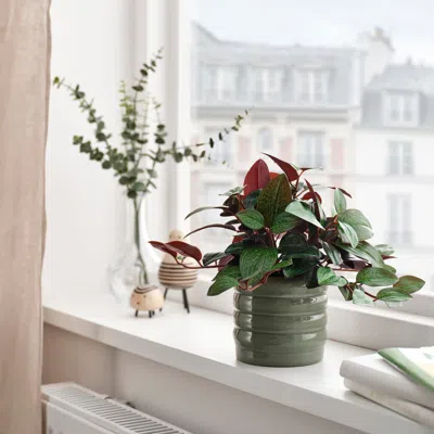 Ikea Hasselbukett Plant Pot, Indoor/outdoor/green, 3 ½ "