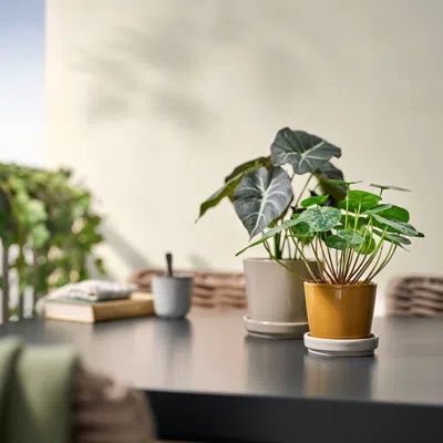 Ikea Klotlönn Plant Pot With Saucer, Indoor/outdoor/dark Yellow Light Beige, 3 ½ "