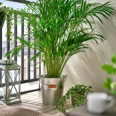 Ikea Korkgran Bucket/plant Pot, Indoor/outdoor/galvanized, 11 Qt